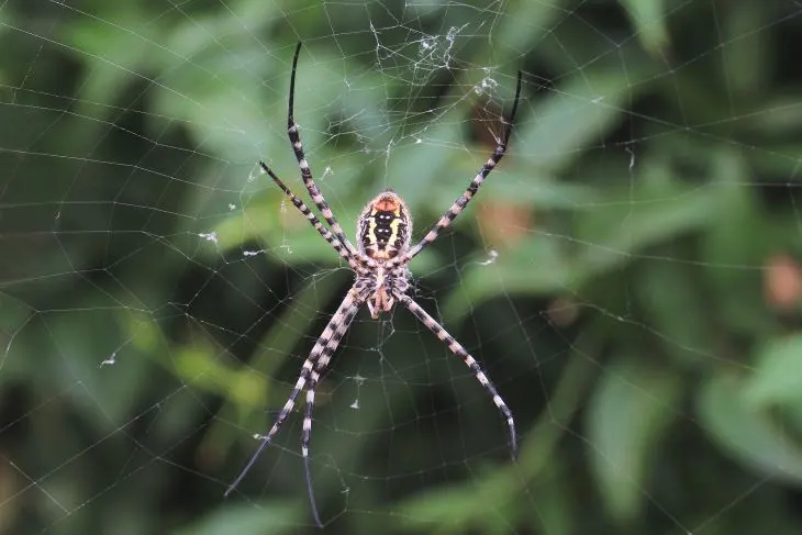 Spin in web, spinnenbestrijding