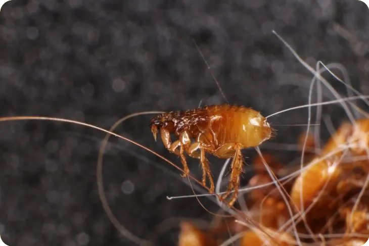 Vlo close-up, vlooienbestrijding