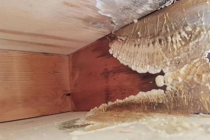Huiszwam op hout, zwambestrijding